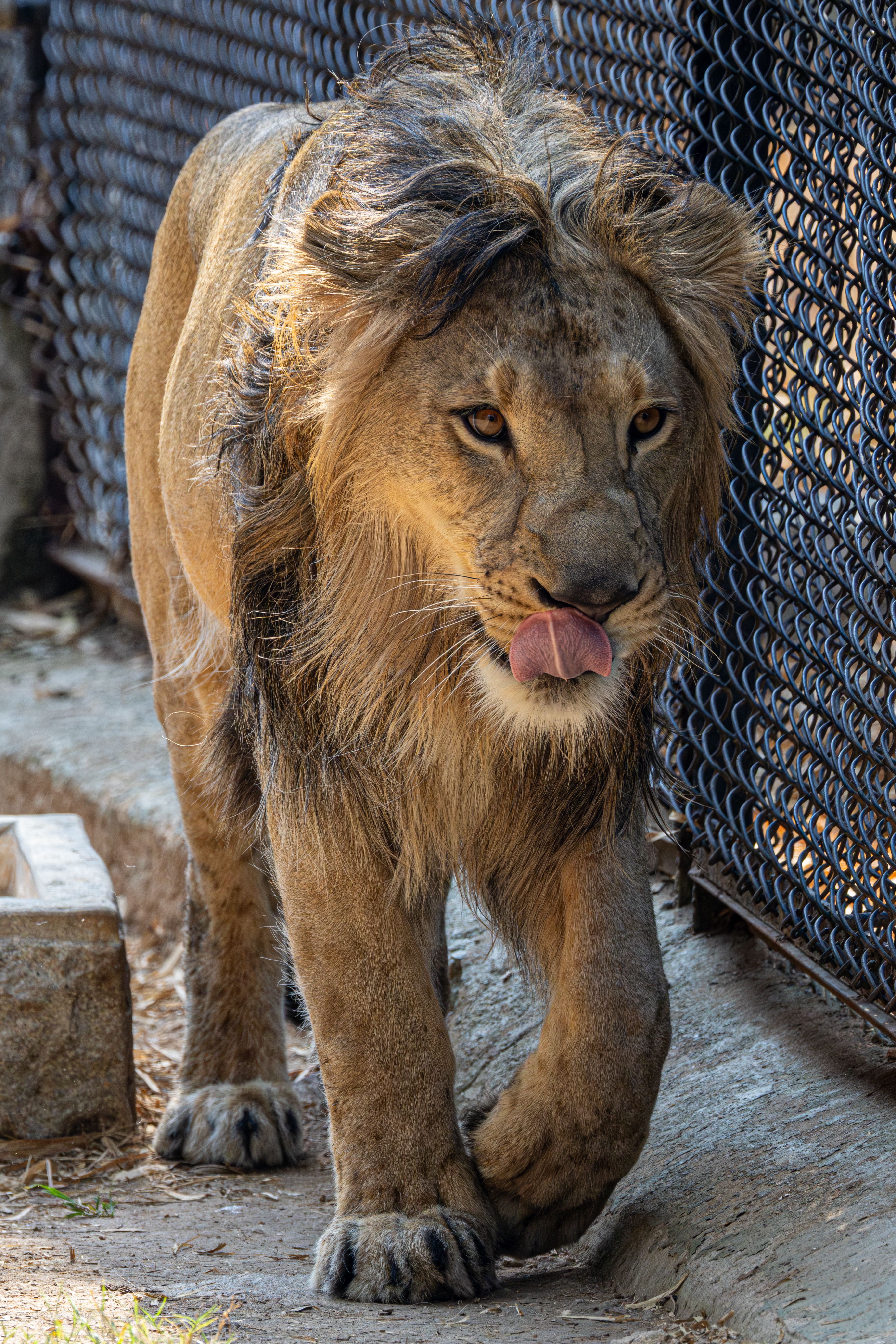 Close-up of an African lion walking near a chain-link fence at a zoo enclosure.