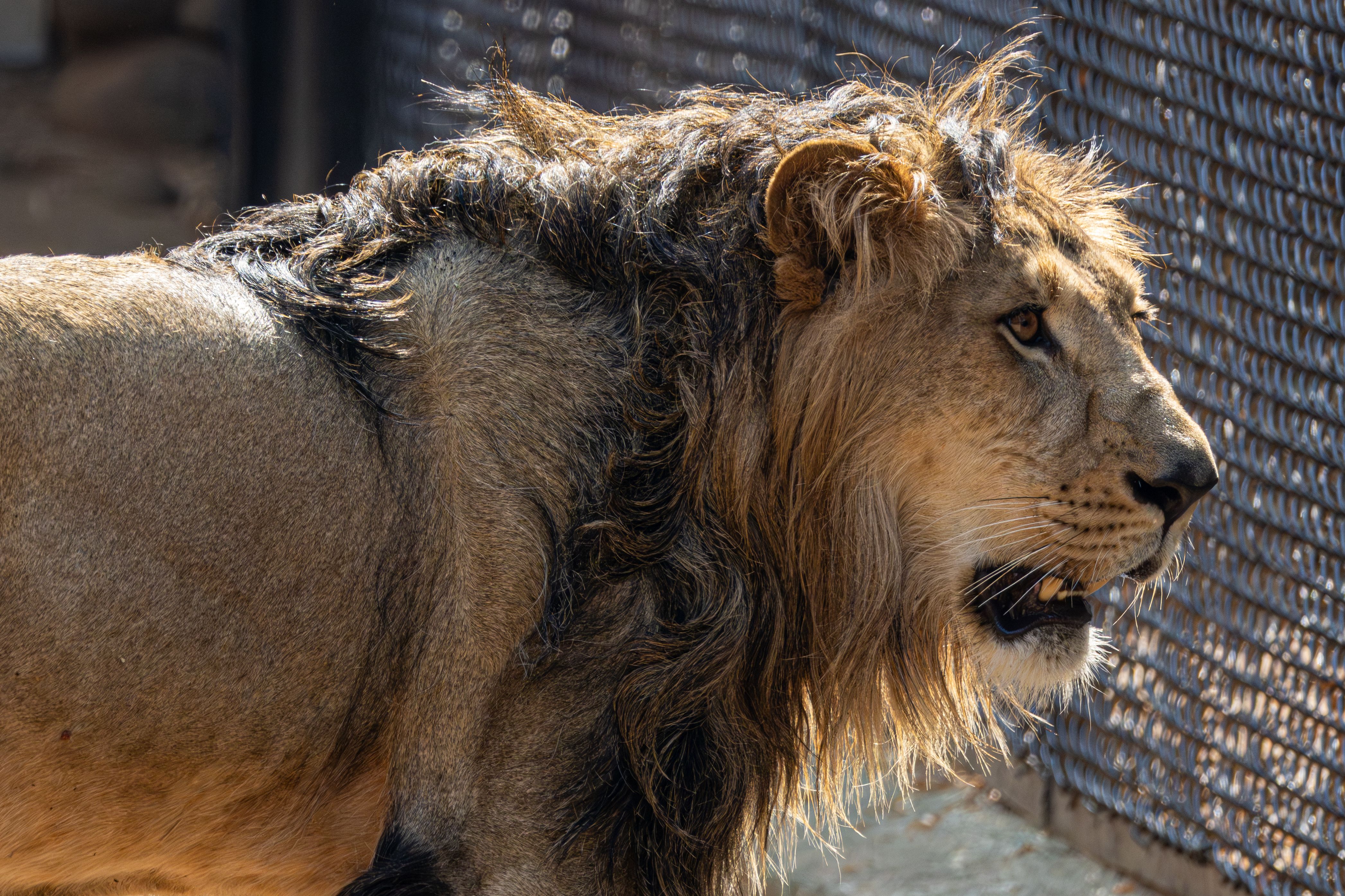 Close-up of an African lion in a zoo enclosure during the daytime.