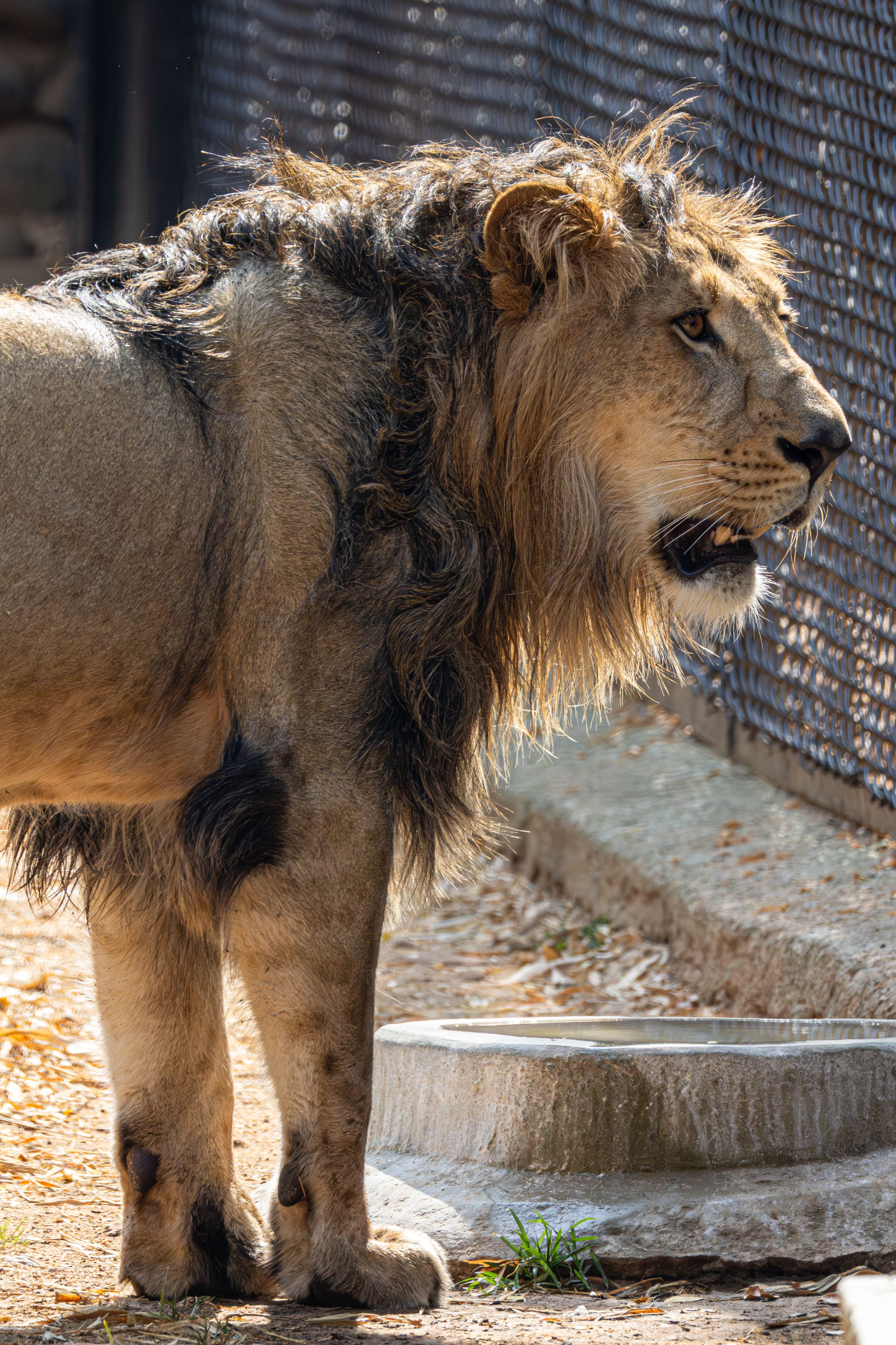 Roarsucbabshfeb 4 1