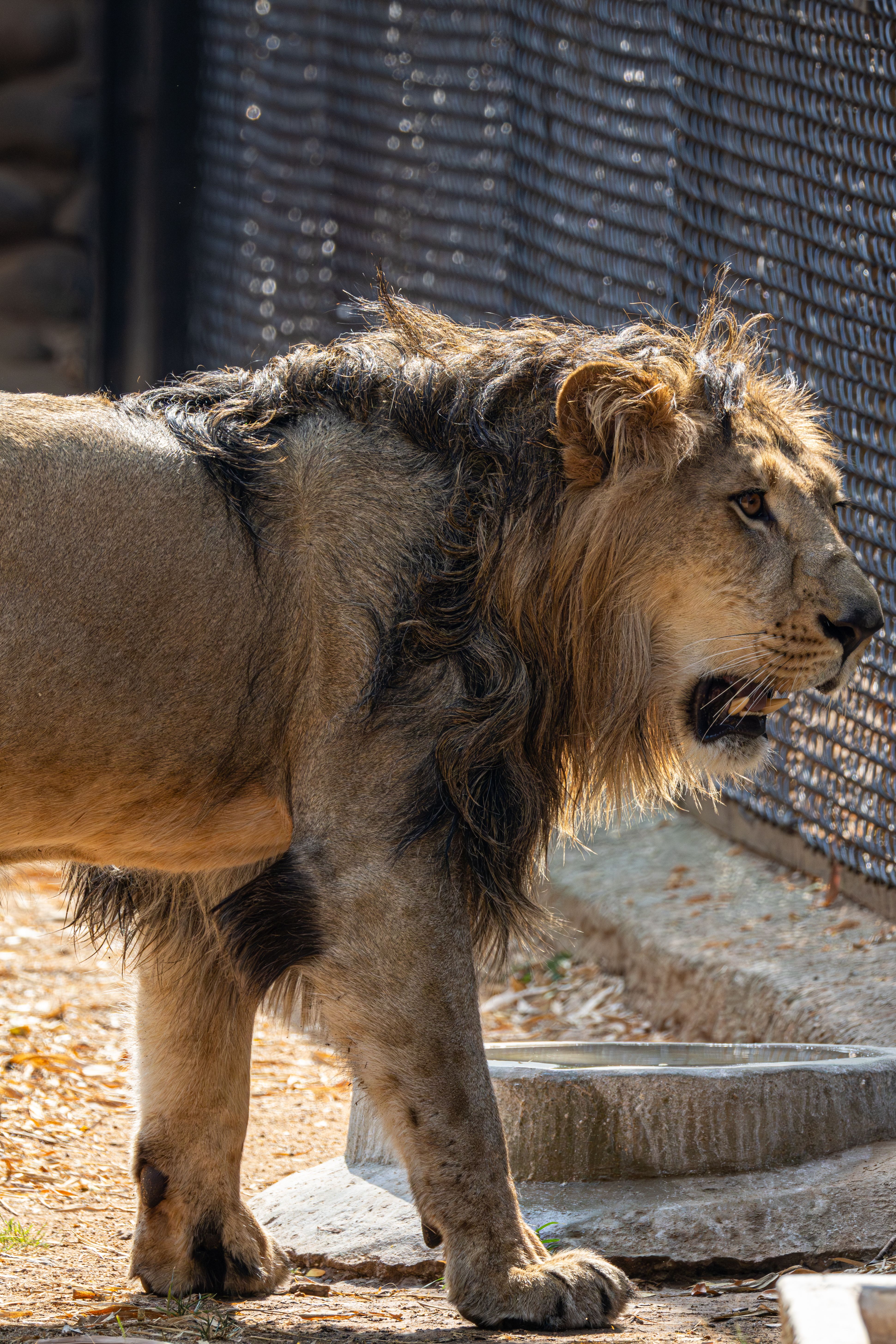 Roarsucbabshfeb 4 1