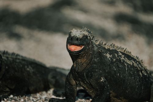 Free A marine iguana (Amblyrhynchus cristatus) basking in the sun, showcasing unique wildlife of the Galápagos Islands. Stock Photo