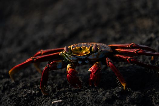 Vivid Sally Lightfoot crab (Grapsus grapsus) on the Galápagos' rocky coast.