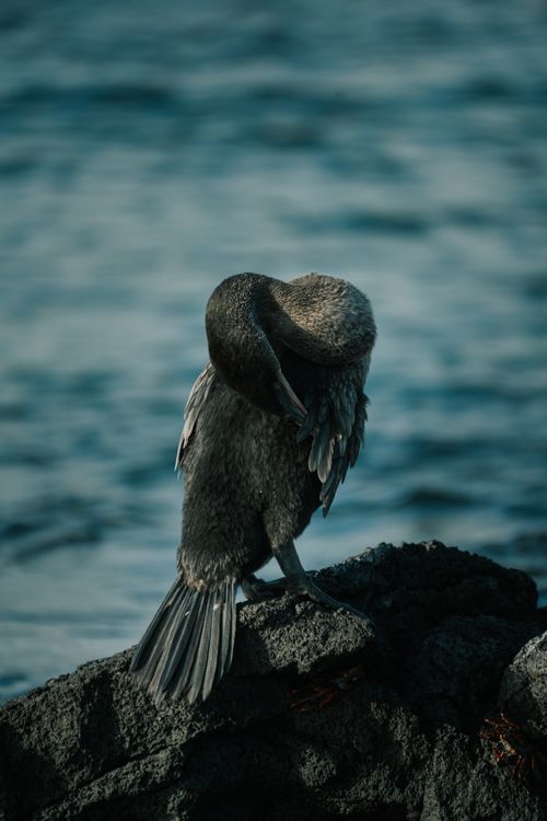 Free A Flightless Cormorant preening on a rocky shoreline in the Galápagos Islands. Stock Photo