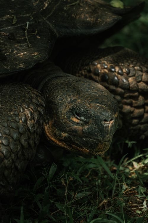 Free Intimate portrait of a Galápagos giant tortoise amidst verdant surroundings in Ecuador. Stock Photo