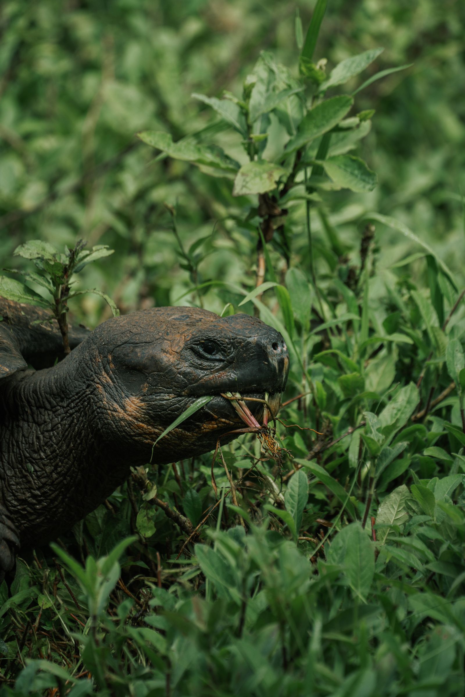 A Galápagos giant tortoise feeding on lush highland vegetation