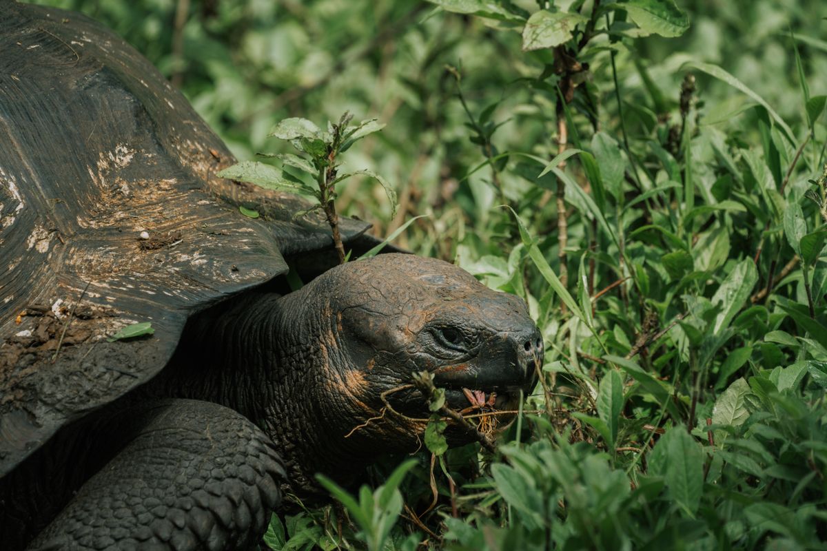 a giant tortoise eating a bright green cactus fruit