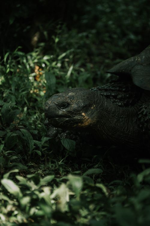 Free Close-up of a Galápagos tortoise among lush greenery showcasing its natural habitat. Stock Photo