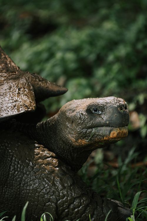 Free Close-up of a Galápagos tortoise in its natural habitat in Galápagos Province, Ecuador. Stock Photo