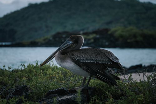 Free A pelican stands amidst lush greenery in the Galápagos, Ecuador, showcasing wild nature. Stock Photo