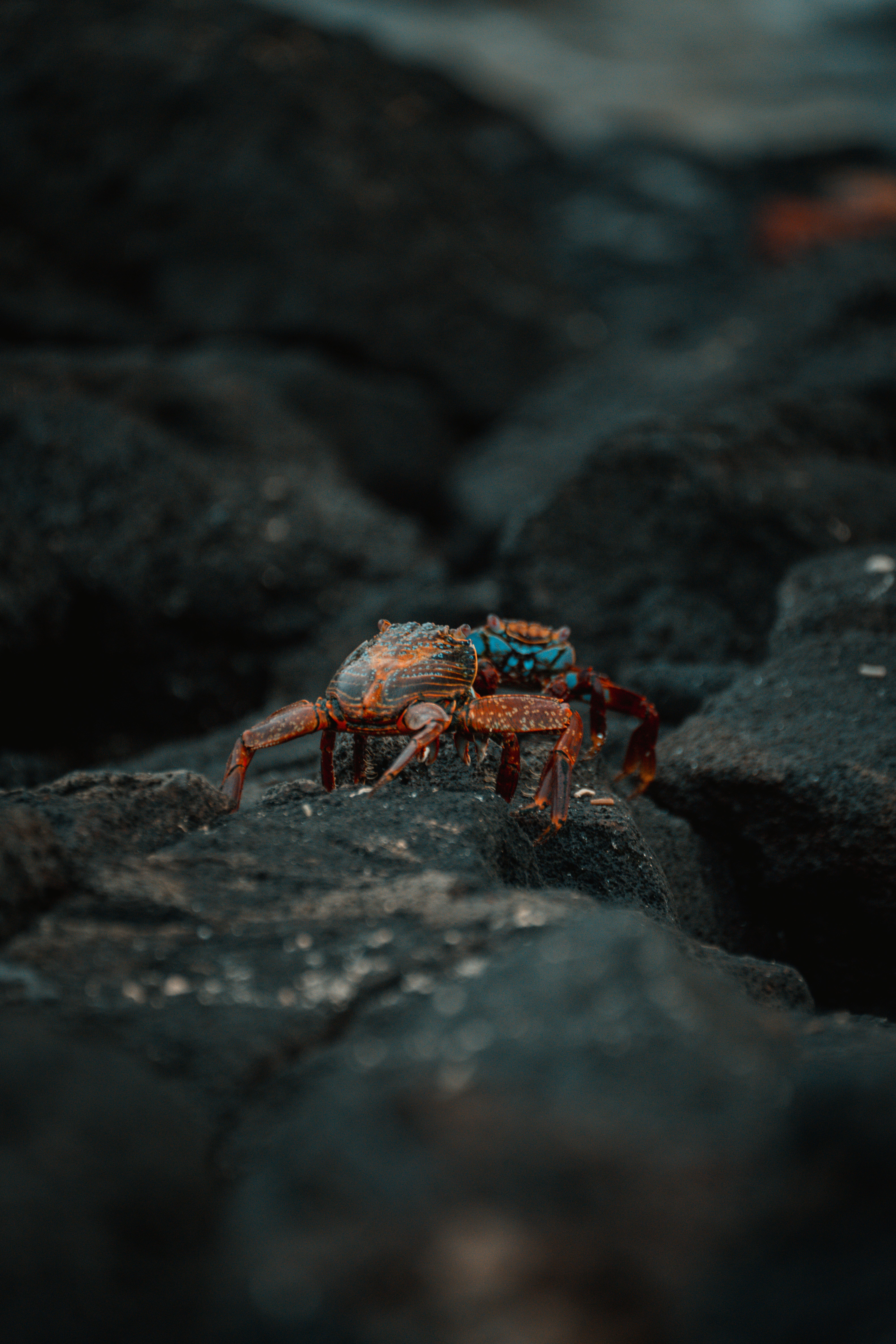 Vibrant Sally Lightfoot Crab on rugged volcanic rocks in Galápagos, Ecuador.
