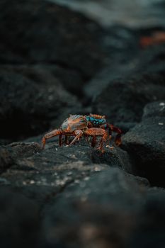 Vibrant Sally Lightfoot Crab on rugged volcanic rocks in Galápagos, Ecuador.