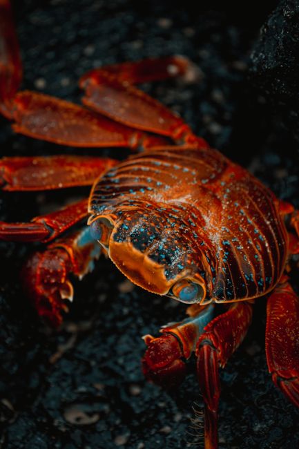 Vibrant Sally Lightfoot Crab on black rocks in Galápagos Islands, Ecuador.