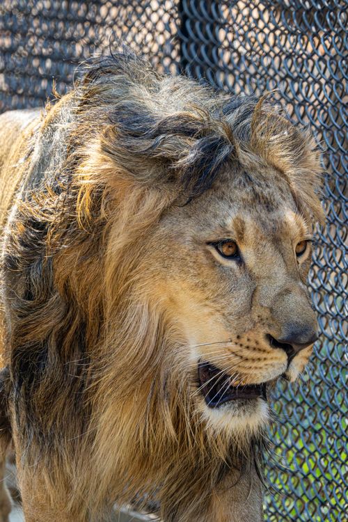 Free A detailed close-up of a male lion with a lush mane, set against a chain-link fence, showcasing nature's beauty. Stock Photo