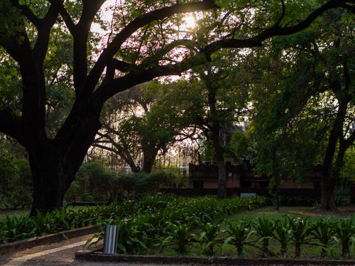Free Peaceful park scene with large trees and sunlight filtering through, creating a tranquil atmosphere. Stock Photo