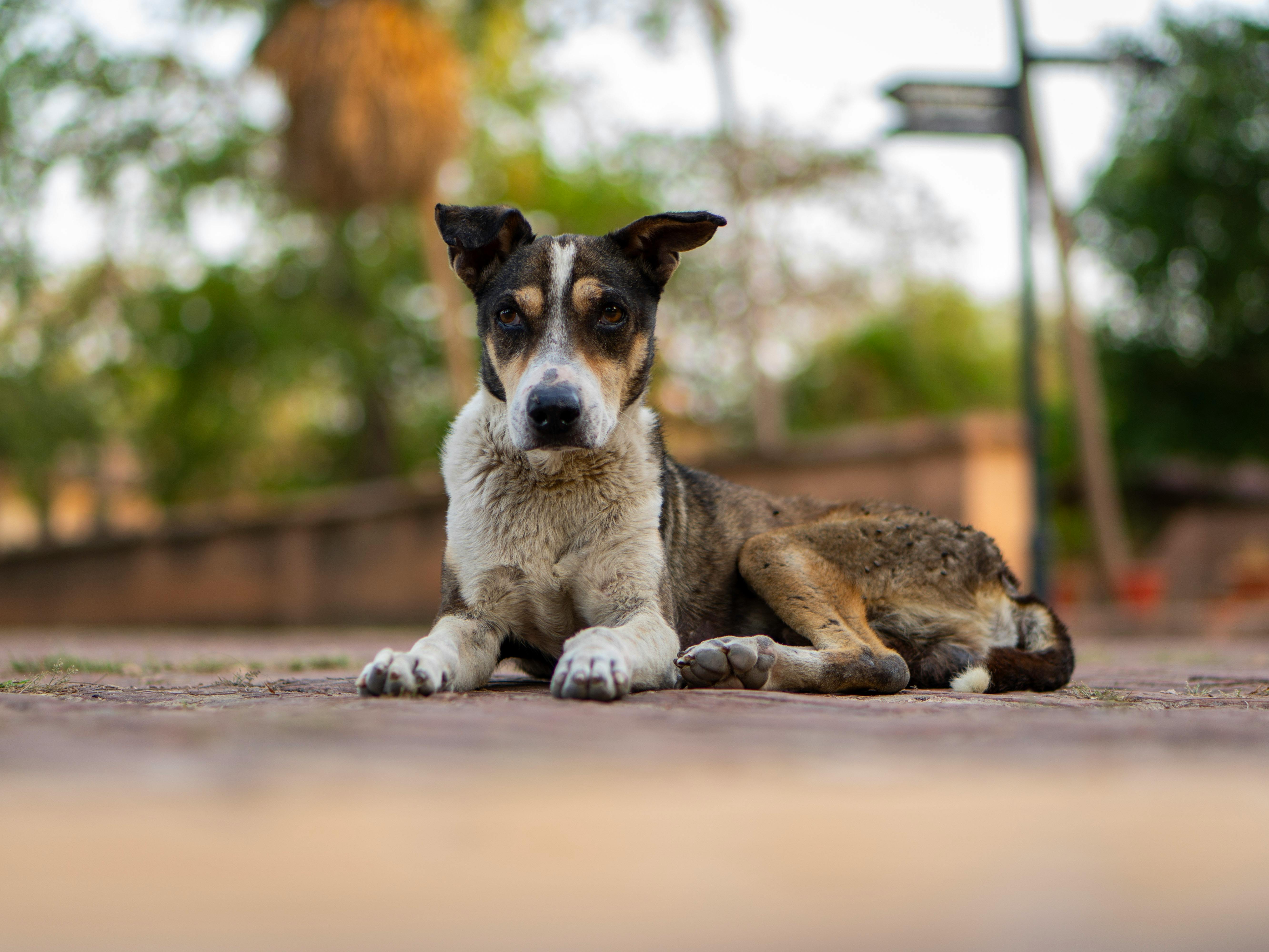pet care, pet health, pet safety, pet grooming — Photo by momentsbymanan on Pexels