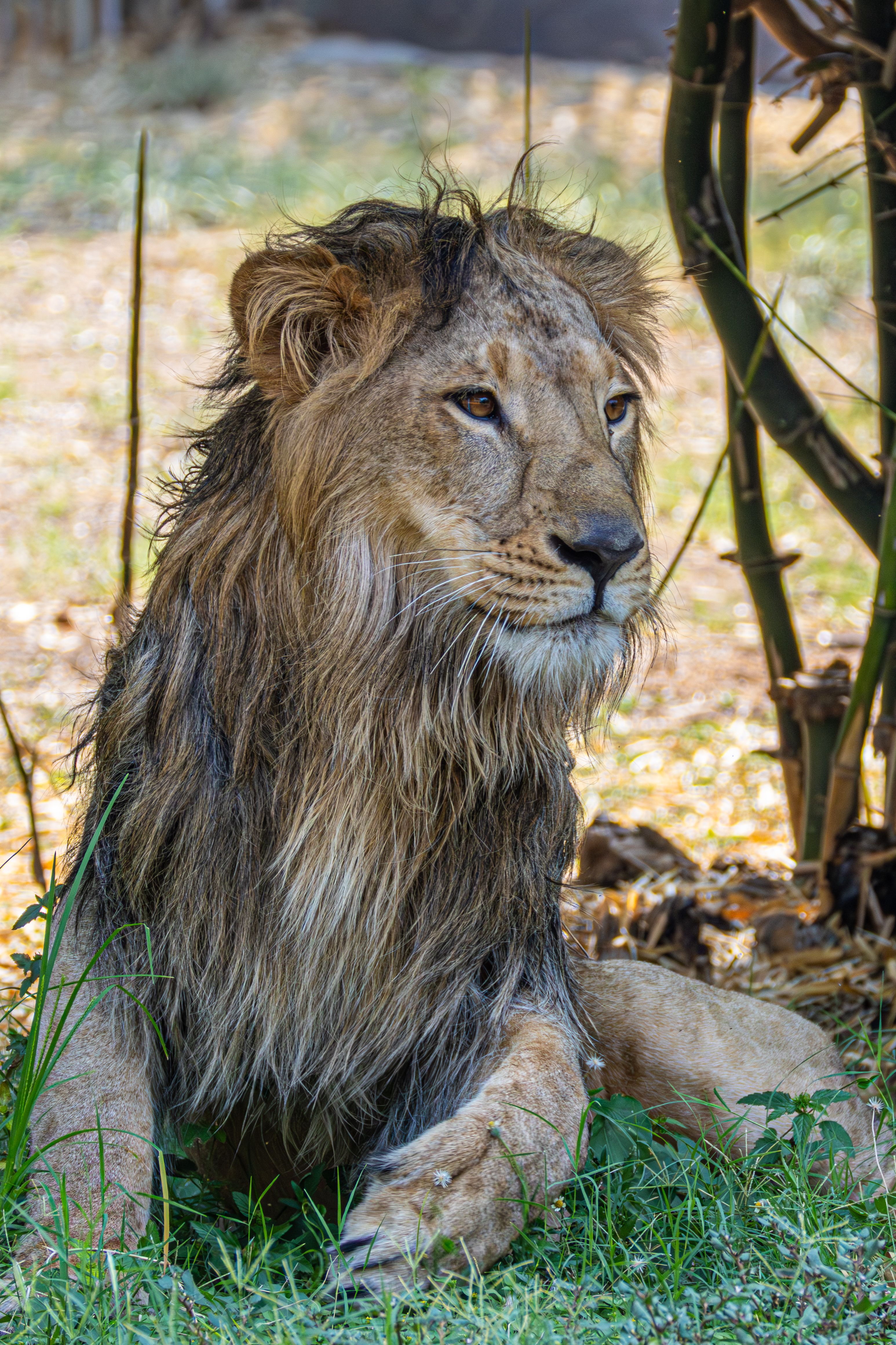 Close-up of a majestic lion resting on grass in a wildlife setting under the shade.