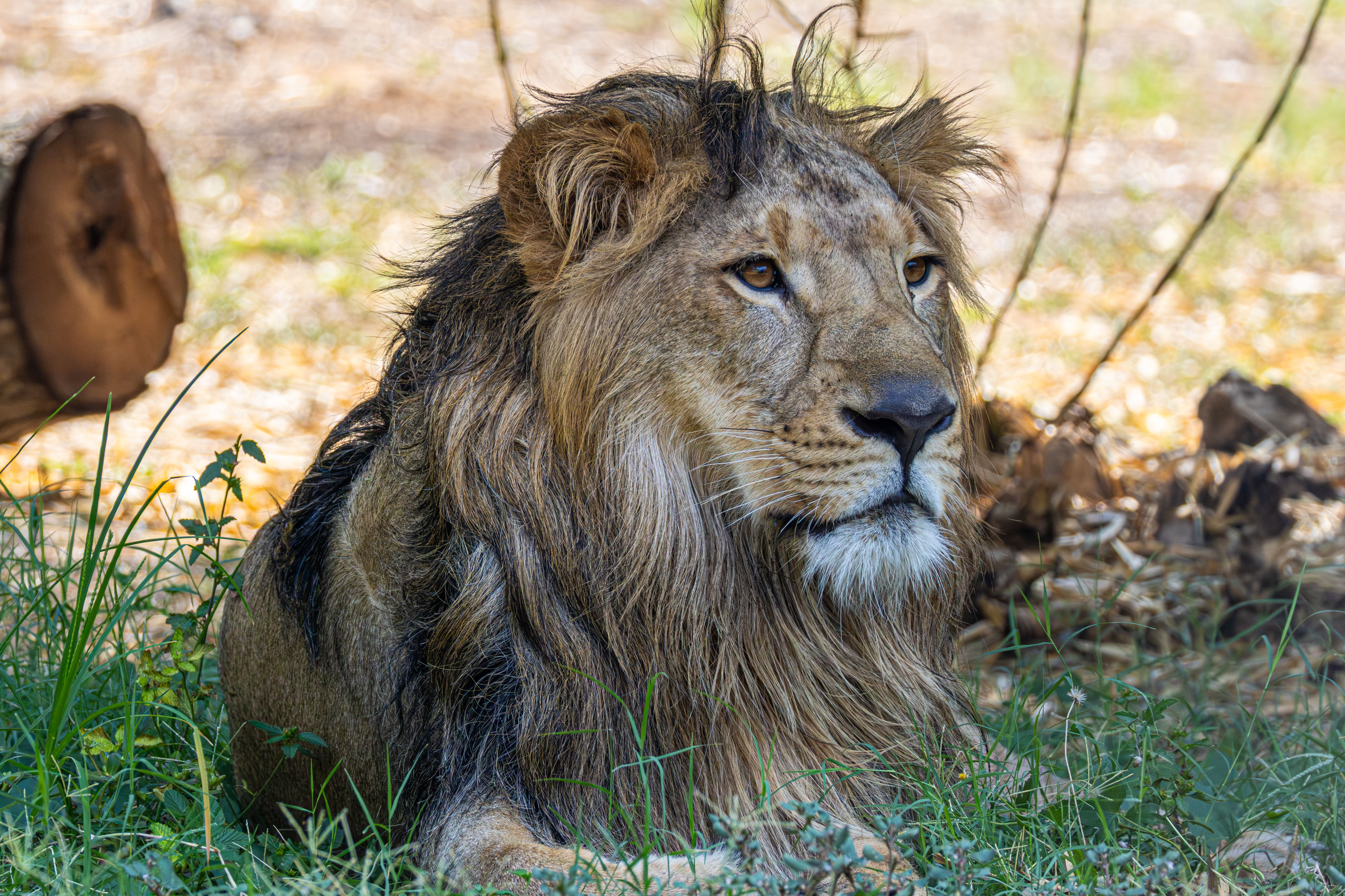 A majestic lion lying down in its natural habitat surrounded by lush greens and warm sunlight.