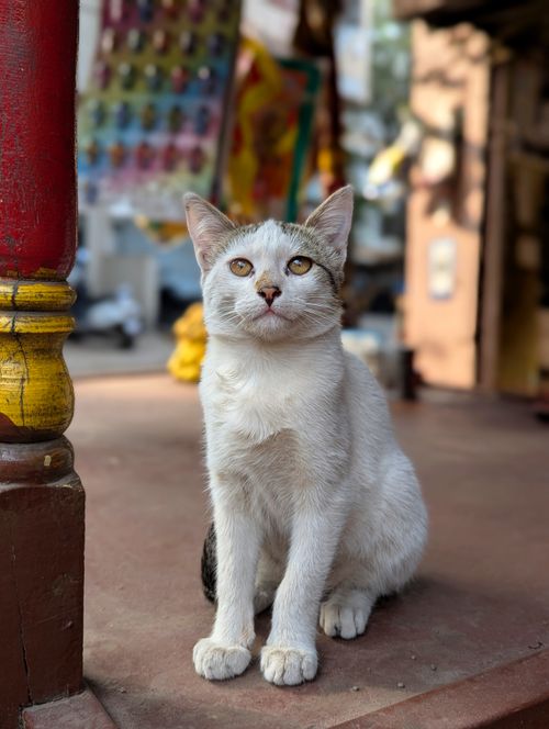 Free A serene white cat sitting on a porch in an urban setting, capturing a moment of calm. Stock Photo