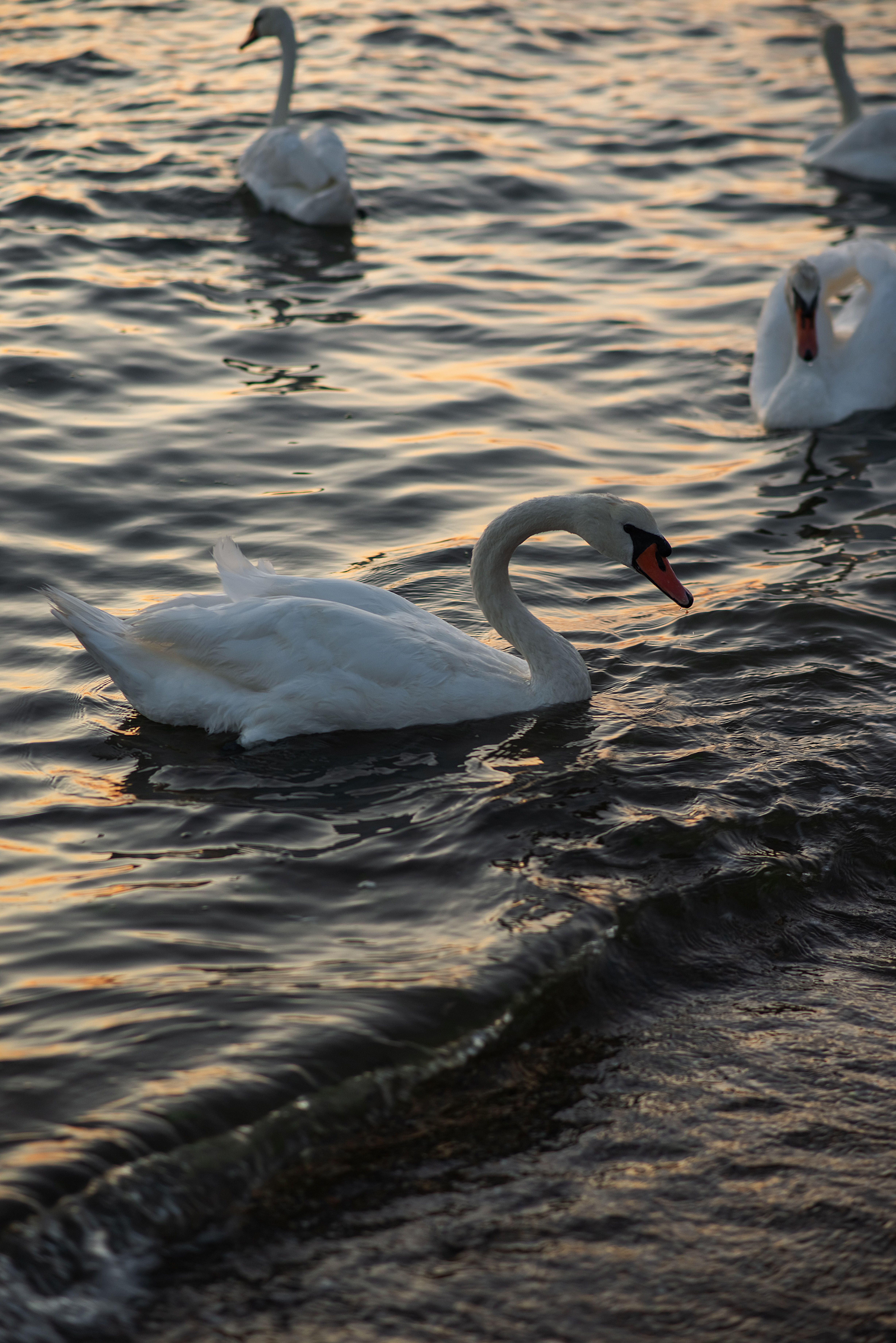 Elegant swans swimming peacefully on a serene lake during sunset, capturing nature's beauty.