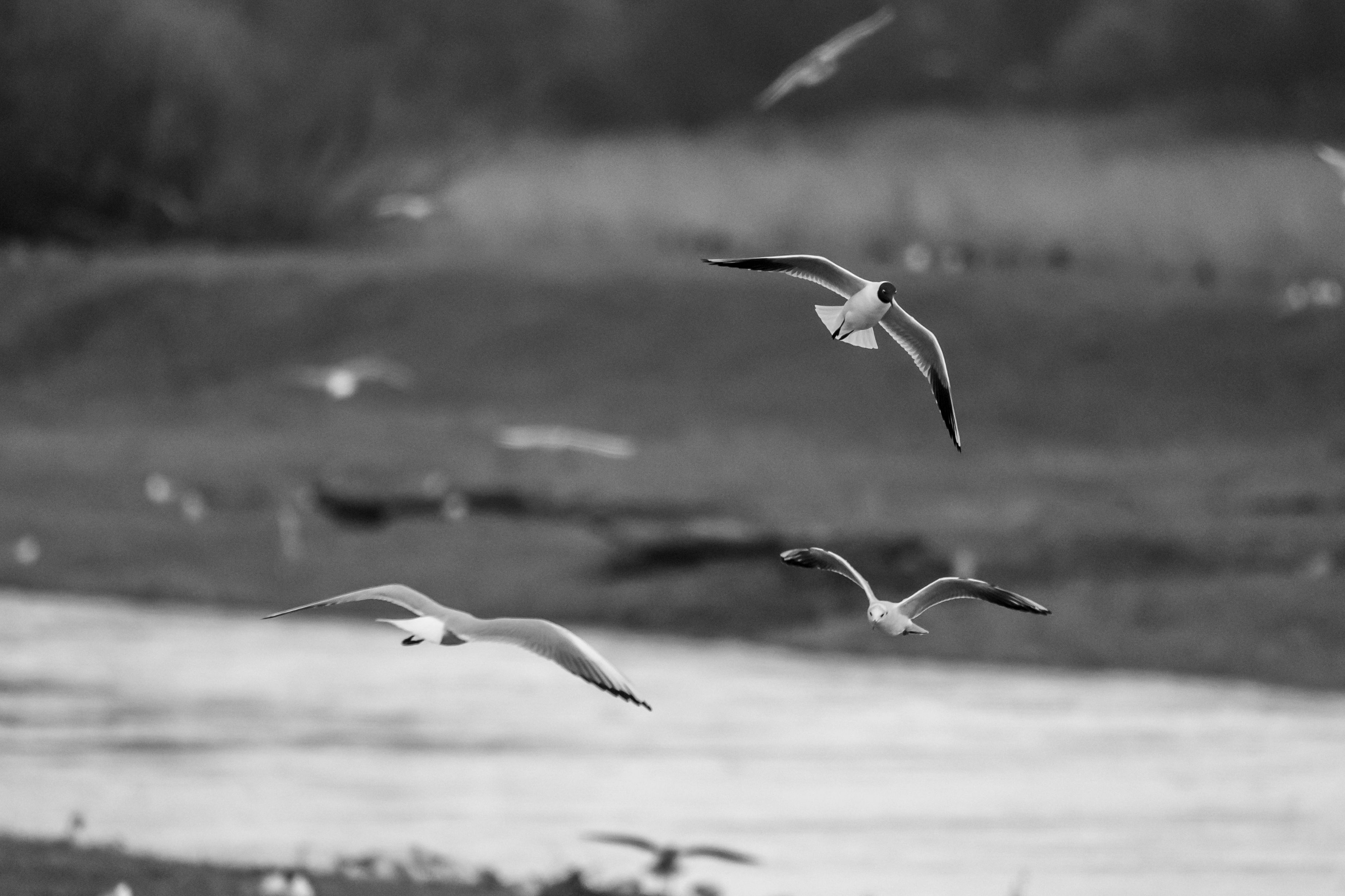 Black and White Seagulls in Flight over River · Free Stock Photo