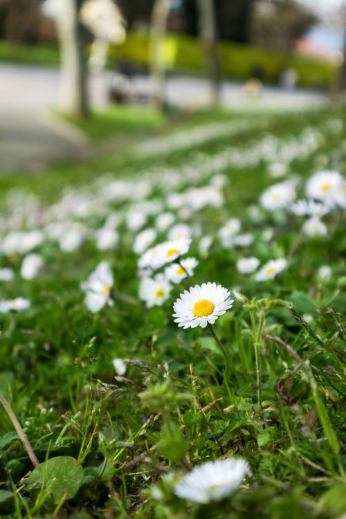 Free A field of white daisies in springtime, capturing the beauty of nature outdoors. Stock Photo