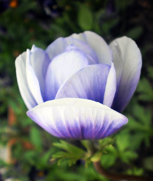 Free Close-up of a soft purple anemone flower blooming in an outdoor garden setting. Stock Photo