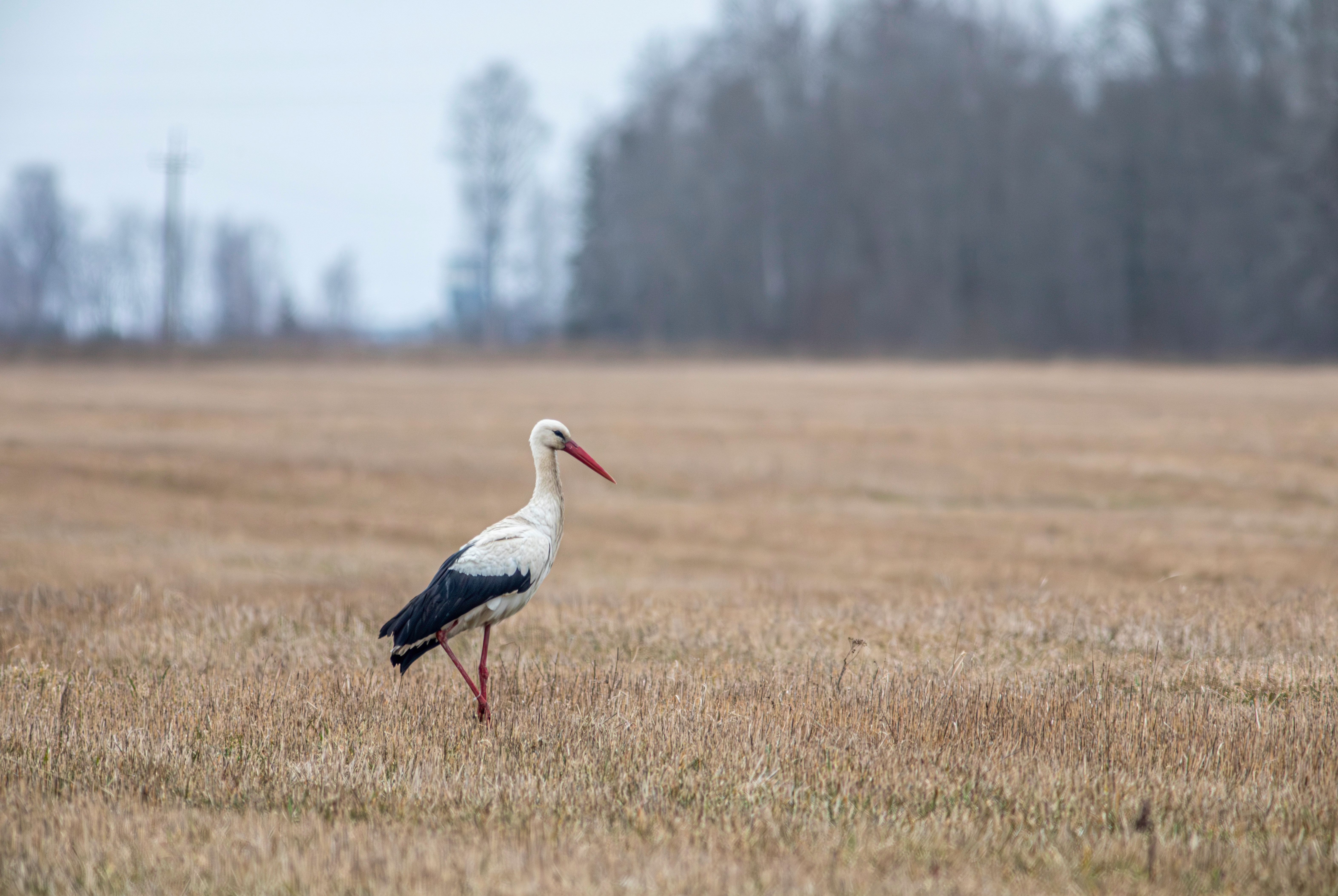 Book a guided dawn birding session