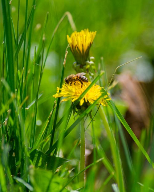 Free Close-up of a bee pollinating dandelions in a lush green field in Canonsburg, Pennsylvania. Stock Photo