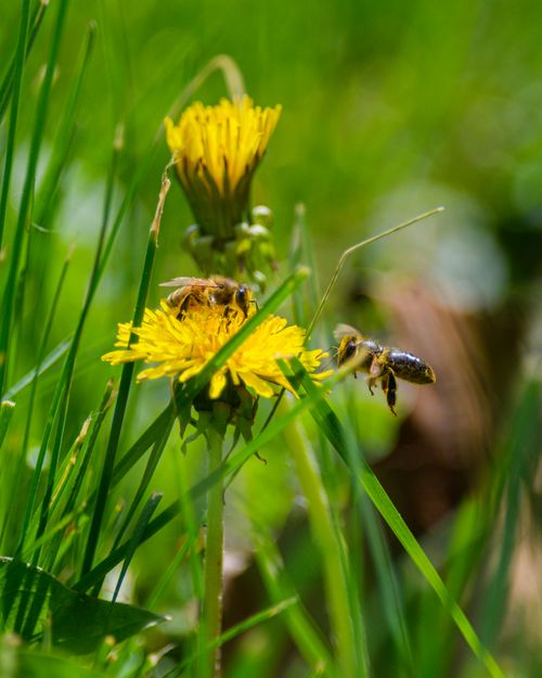 Free Close-up of honeybees gathering pollen on dandelions in a lush green spring meadow. Stock Photo