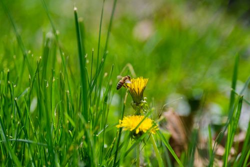 Free Close-up of a bee pollinating a yellow dandelion in a green garden setting. Stock Photo