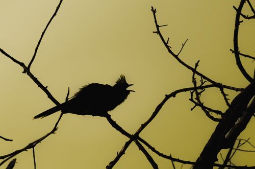 Free Dramatic silhouette of a bird on tree branch with a warm sunset backdrop, creating a striking contrast. Stock Photo