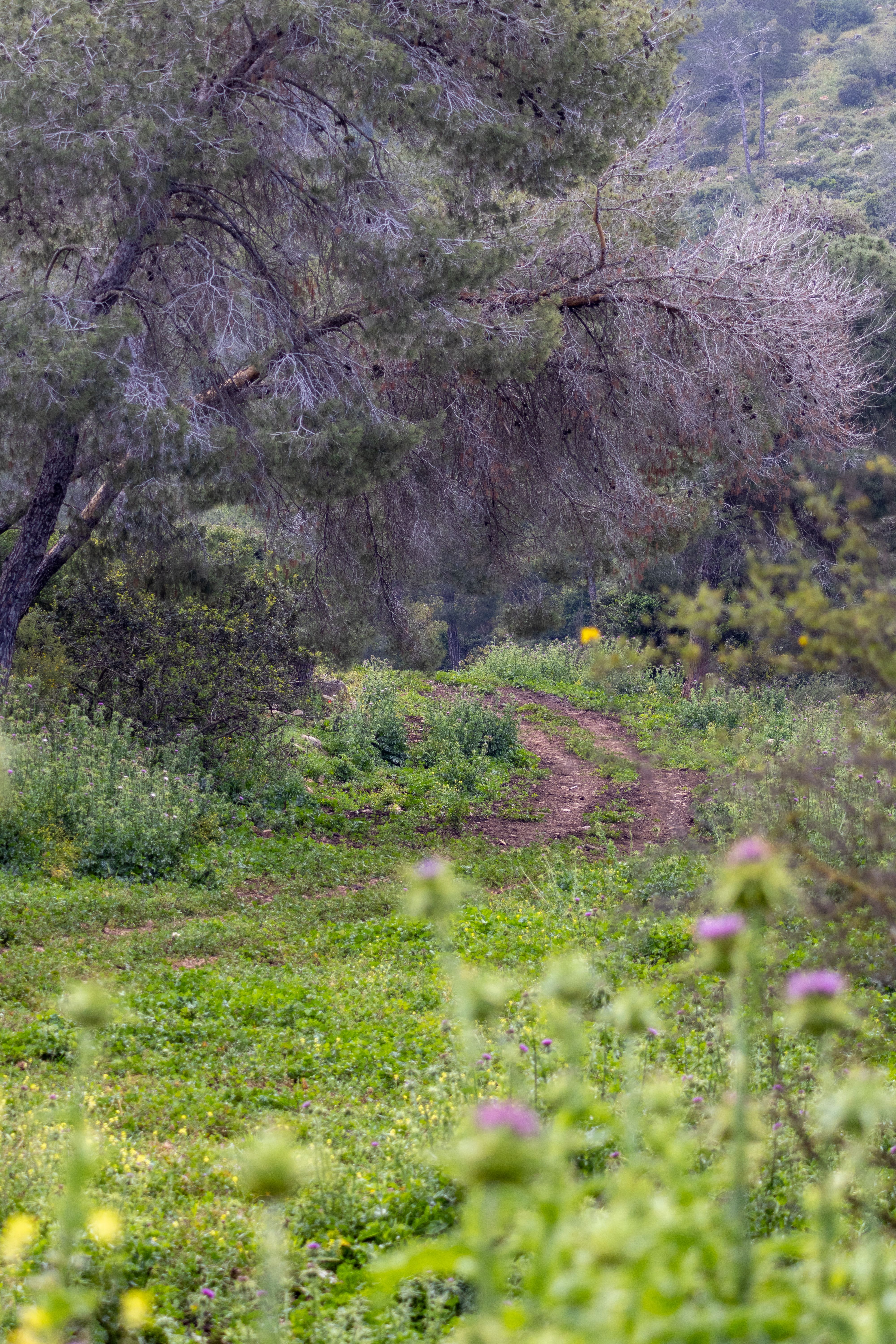 Peaceful Forest Path in Spring Nature Landscape · Free Stock Photo