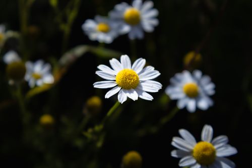 Free Beautiful close-up of chamomile flowers with white petals and yellow centers in natural sunlight. Stock Photo