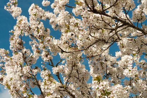 Free Stunning white cherry blossoms in full bloom under a vivid blue sky in springtime. Stock Photo