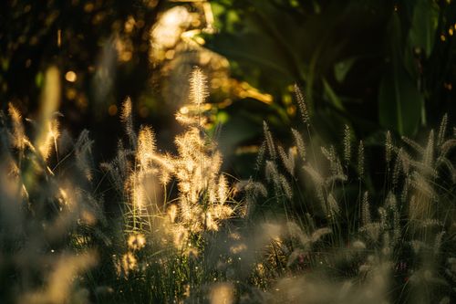 Free Sunlight illuminates ornamental grass creating a warm, dreamy atmosphere in a lush garden. Stock Photo