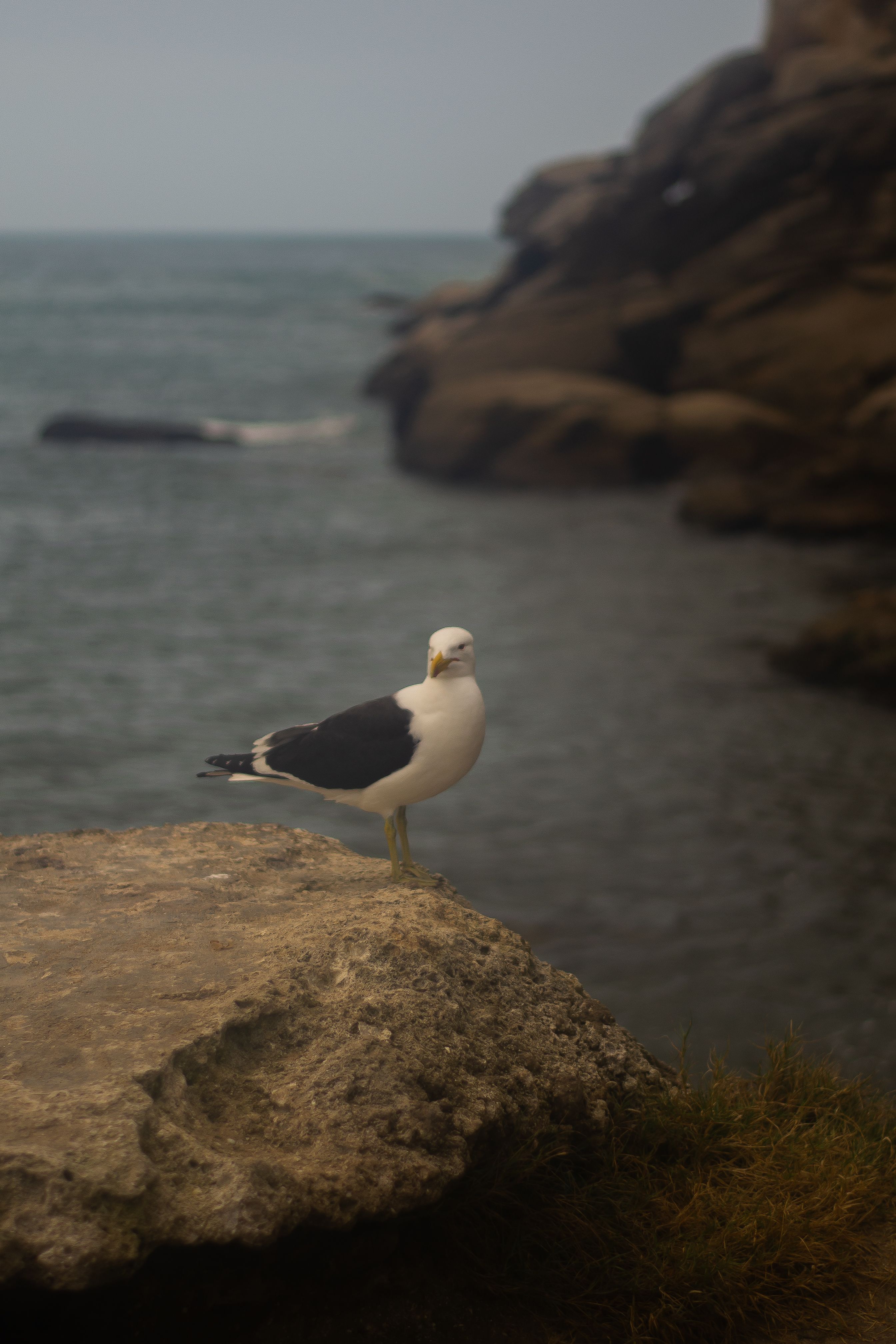 A seagull perched on a rocky shore with a distant ocean backdrop.