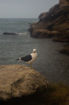 A seagull perched on a rocky shore with a distant ocean backdrop.