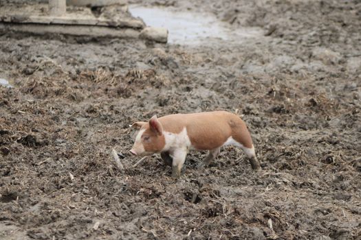 A young pig exploring a muddy field on a farm located in rural Ohio, USA.