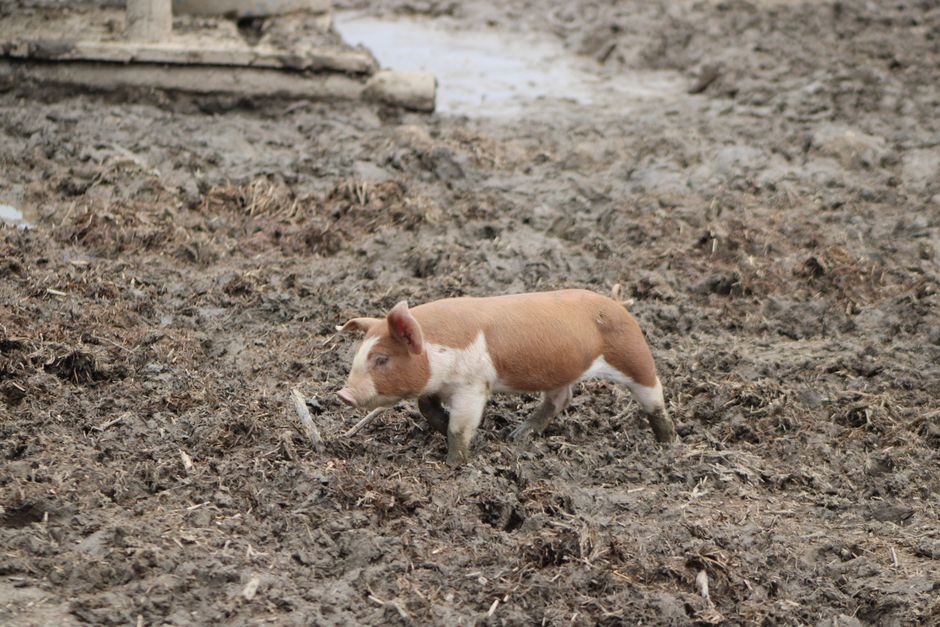 A young pig exploring a muddy field on a farm located in rural Ohio, USA.