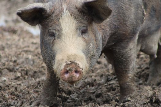 Close-up portrait of a mud-covered pig in Ohio farm setting, showcasing its rugged appearance.