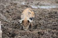 Adorable spotted piglet exploring muddy farm grounds in Ohio.