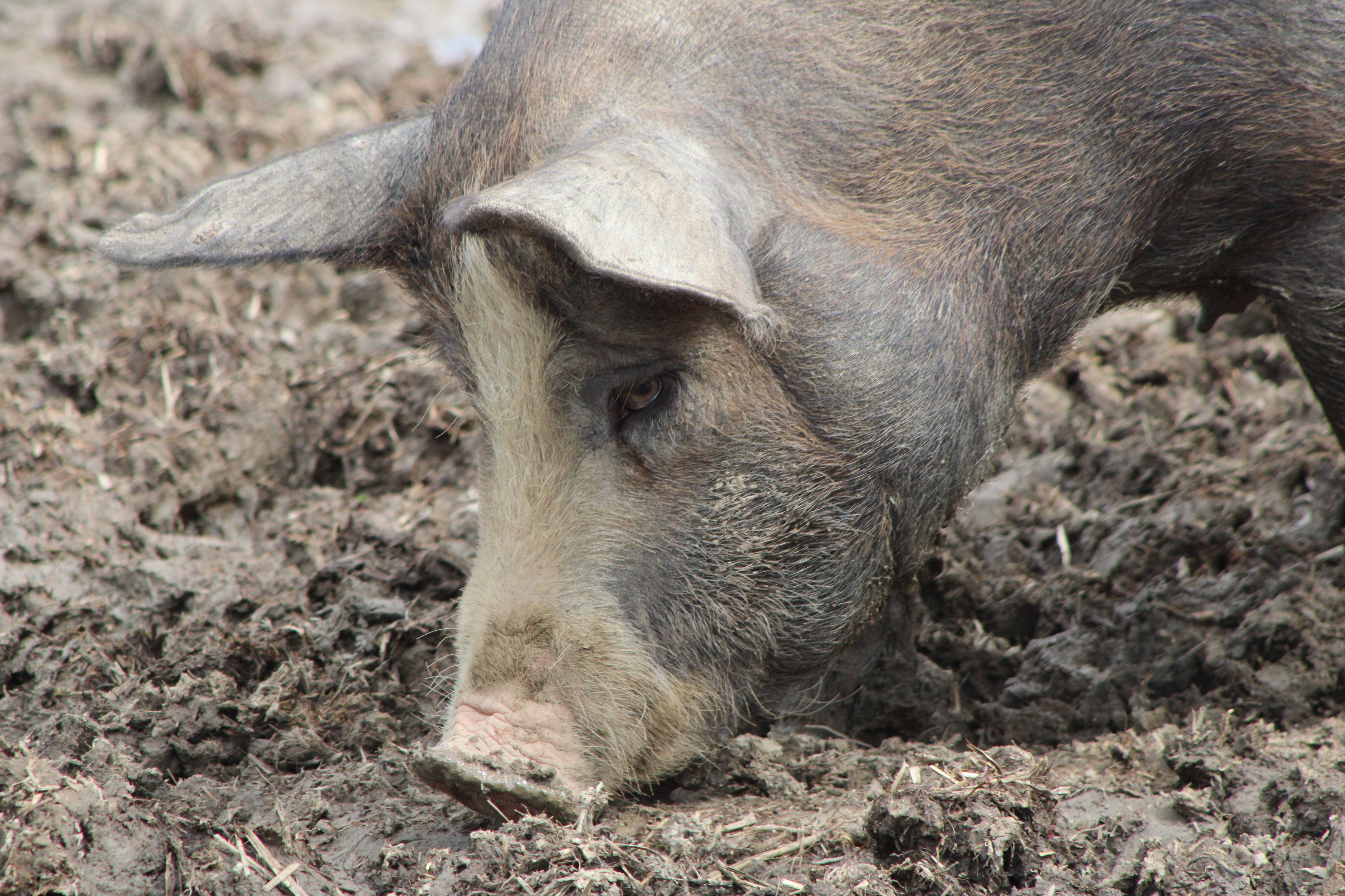 Sonny Styles: “I’m super excited. I love this organization.” - Hogs Haven — Photo by Keith Cassill on Pexels