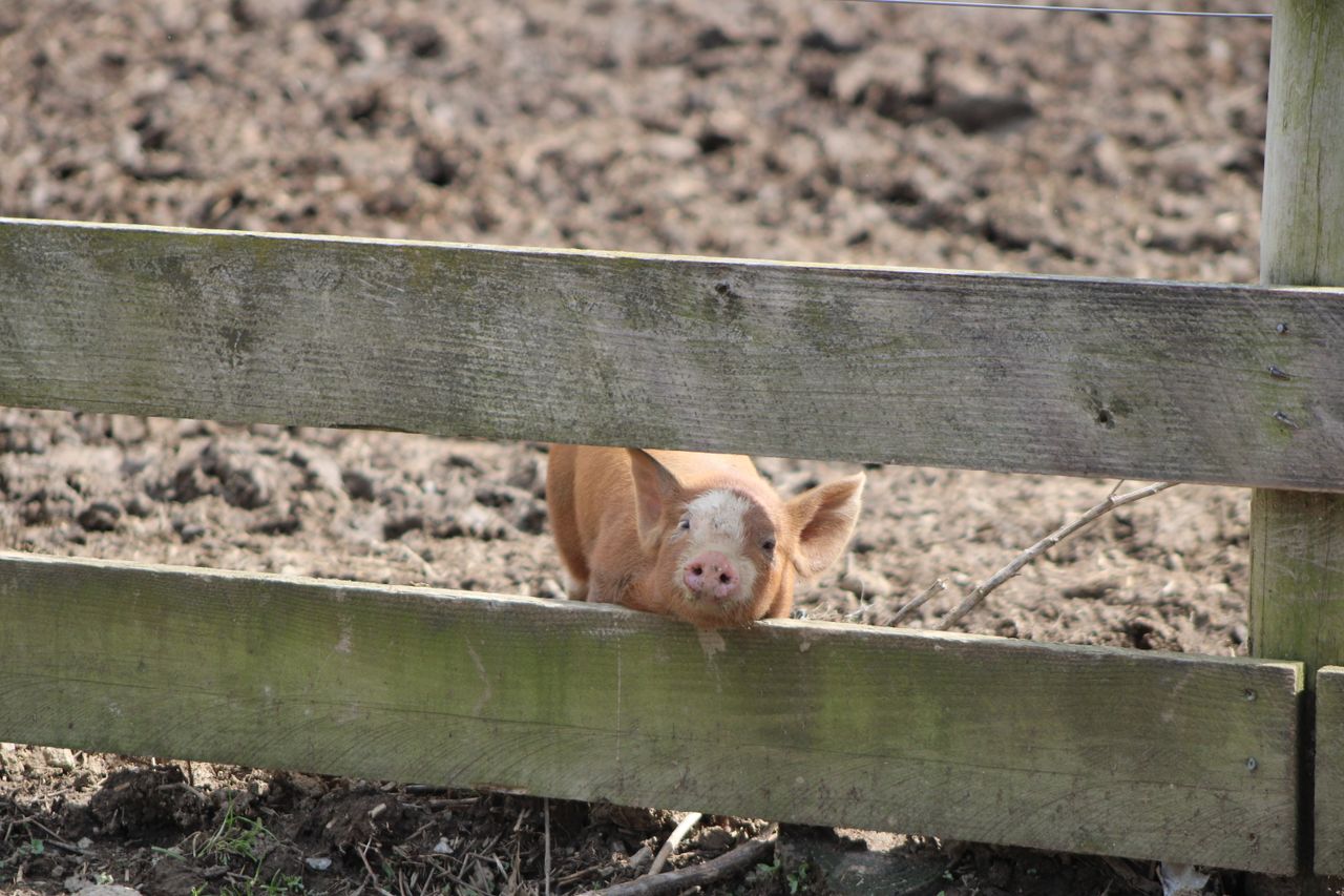 adorable young piglet curiously peeking through a wooden fence on a su