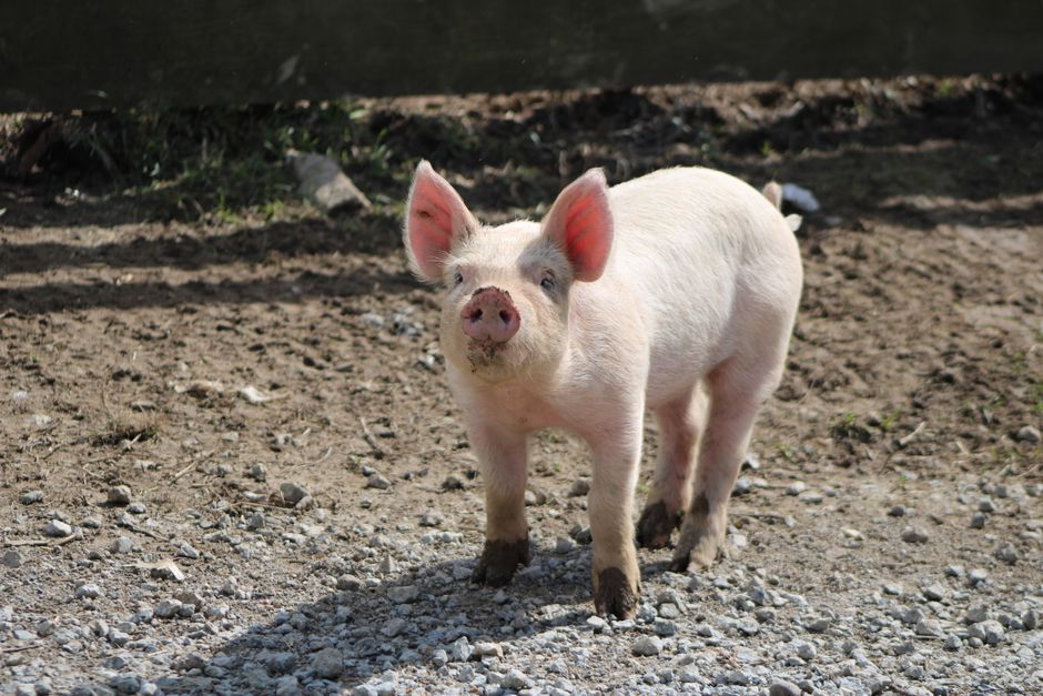 A cute young piglet standing on a gravel farmyard in Ohio, USA. Perfect for animal and farm themes.