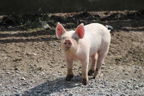 Free A cute young piglet standing on a gravel farmyard in Ohio, USA. Perfect for animal and farm themes. Stock Photo