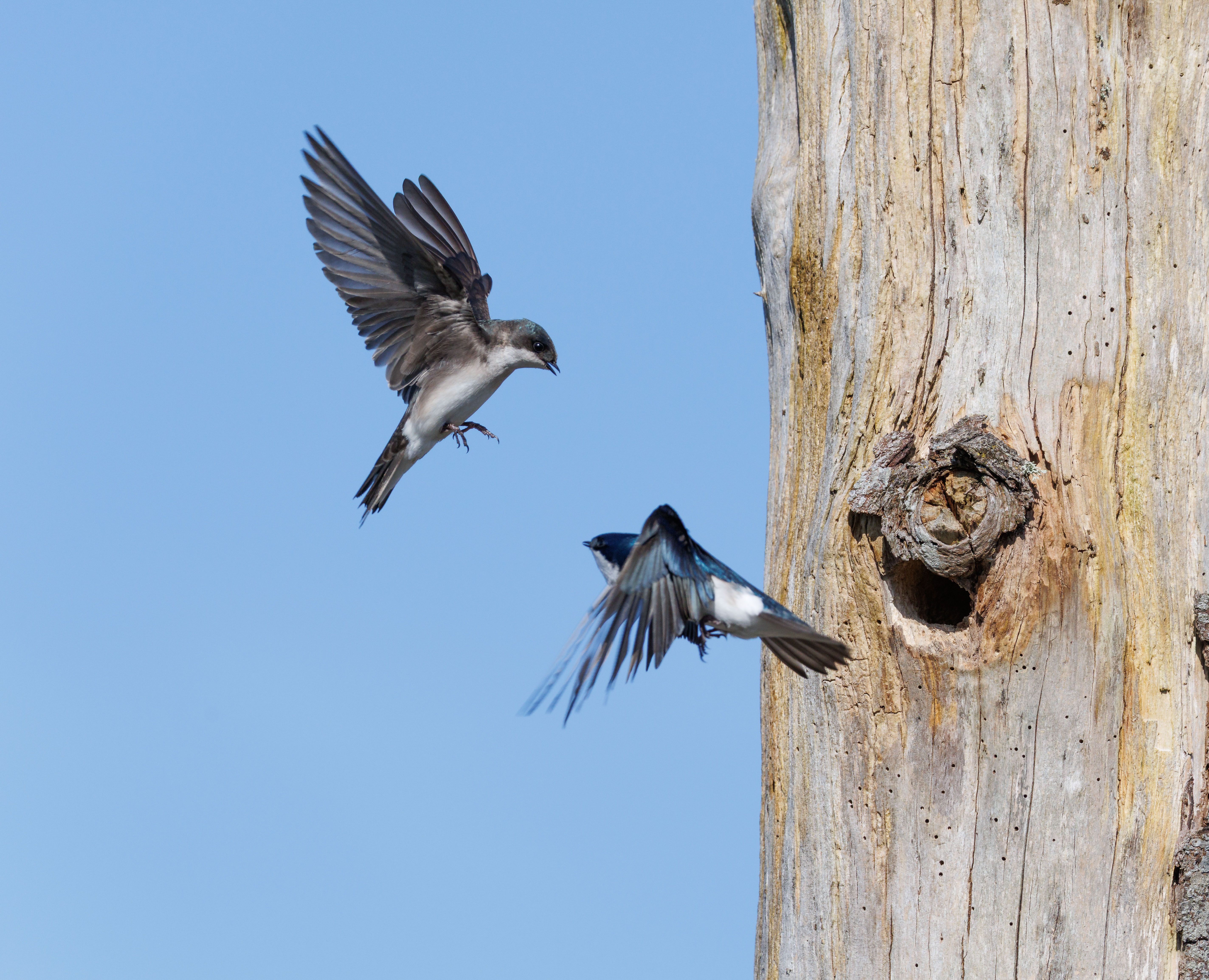 tree swallows go after
