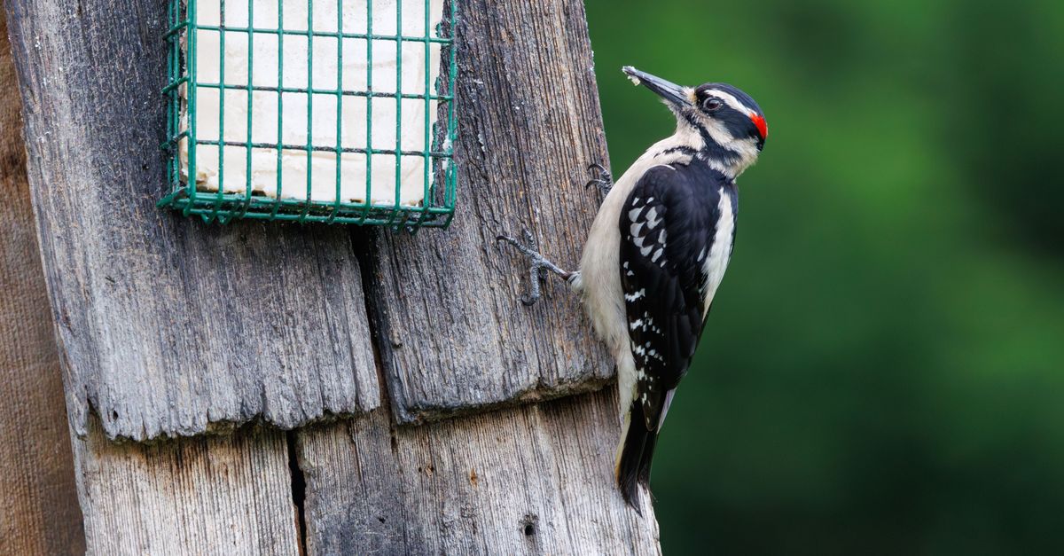 Pivert : Guide observation et habitat