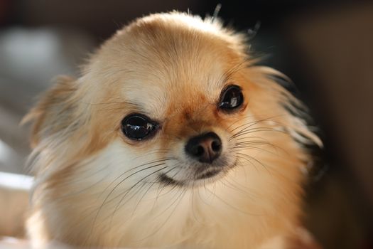 A charming close-up portrait of a long-haired Chihuahua showcasing its soft fur and soulful eyes.