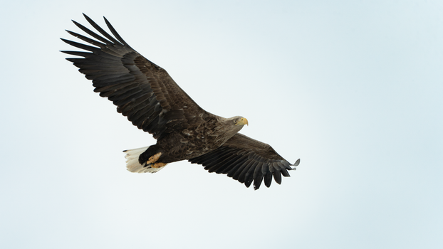 eagle photo