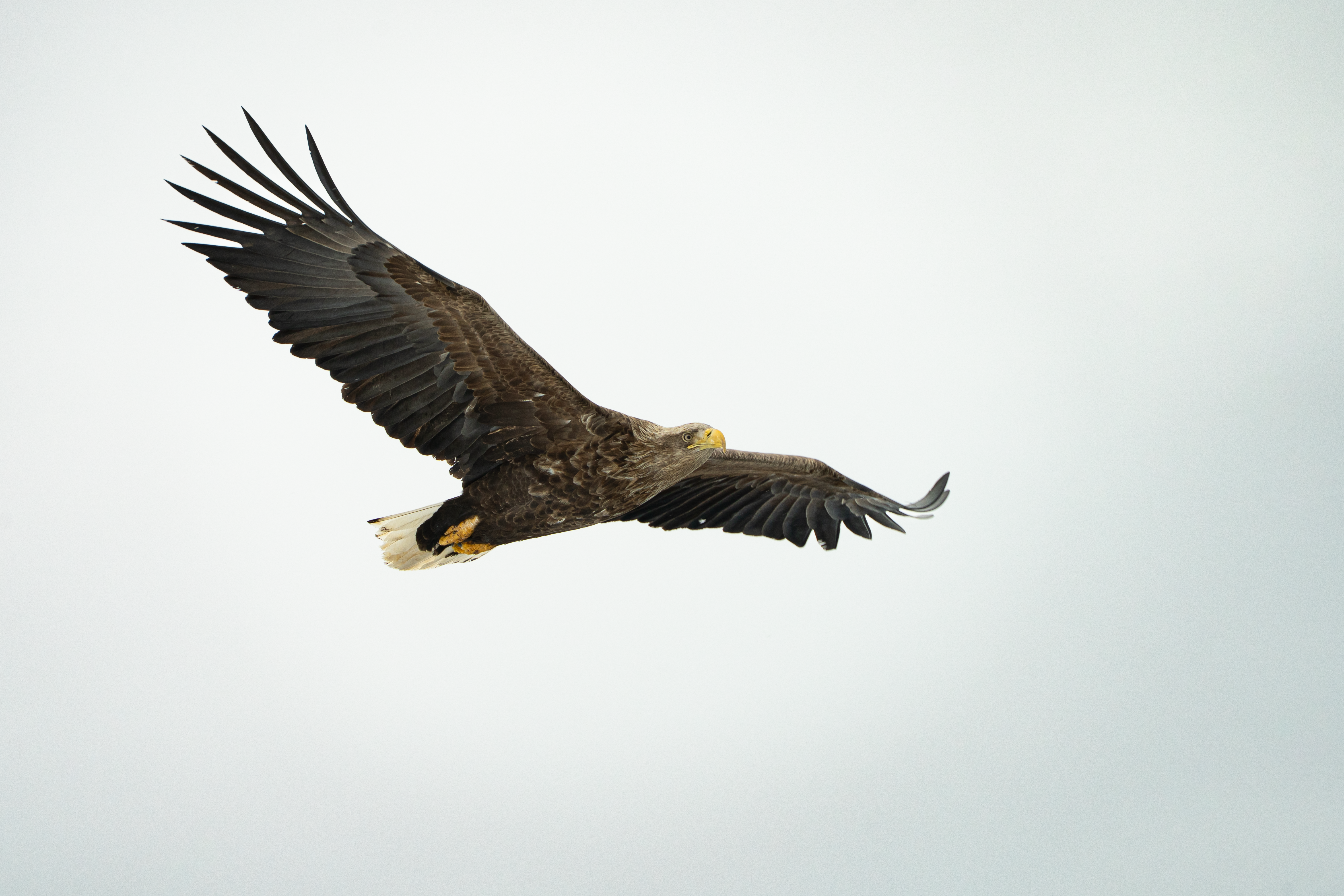 White-tailed eagle flying gracefully in the sky over Nuuk, Greenland, showcasing nature's beauty.